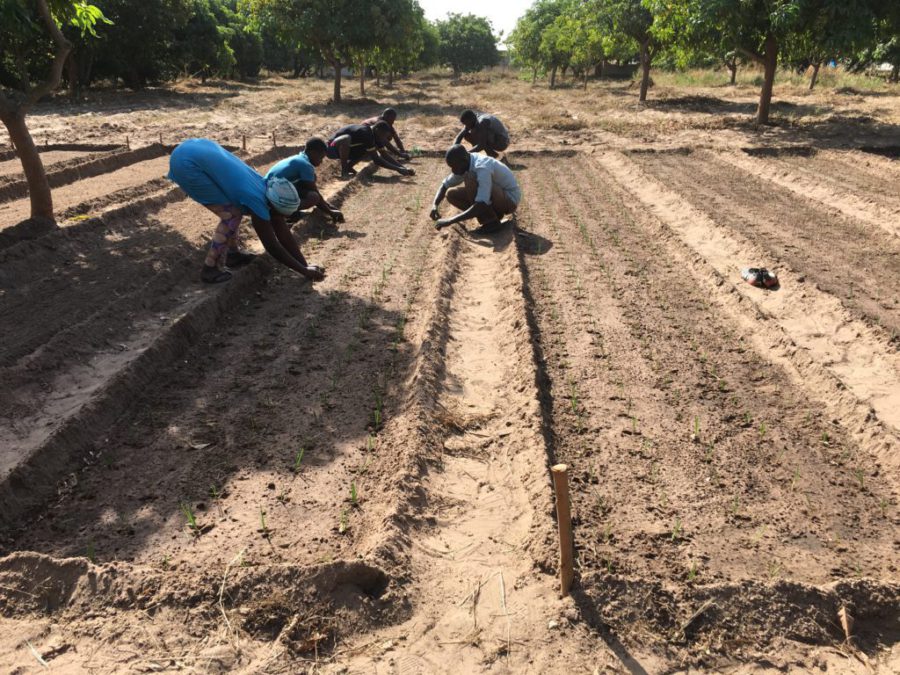 Irrigation in Senegal